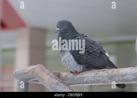 Stadttauben sitzen auf Metall-Handlauf. Urbane Tierwelt. Wunderschönes Tier. Stockfoto