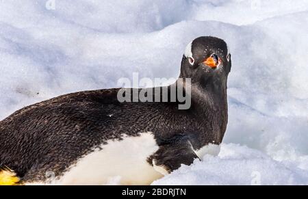 Gentoo Penguin Blick auf Sie Snow Highway Rookery Damoy Point Antarktische Halbinsel Antarktis. Stockfoto