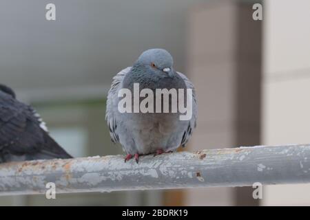 Stadttauben sitzen auf Metall-Handlauf. Urbane Tierwelt. Wunderschönes Tier. Stockfoto