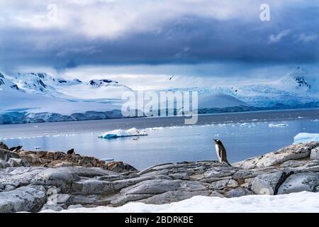 Blue Glaciers Snow Mountains Bay Gentoo Penguins Rookery Damoy Point Antarktische Halbinsel Antarktis. Stockfoto