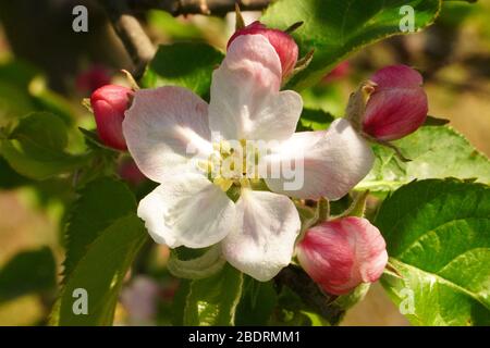 Nahaufnahme der Frühlings-Apfelblüte vom Obstbaum in Bio-Obstgarten in voller Blüte, Bieneninsekt auf Blütenblättern in weiß rosa rot aga Stockfoto