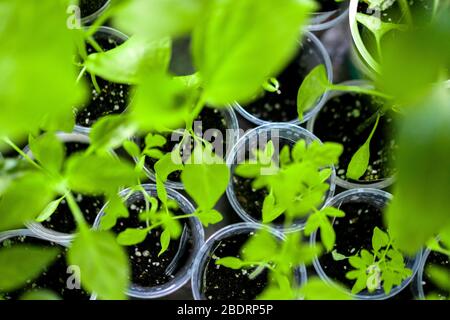 Startseite Sprossen Hintergrund. Sämlinge grüne Blätter und Stiele in Plastikbechern. Sprotten Wachsen Stockfoto