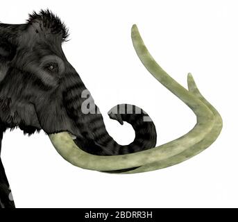 Der Woolly Mammoth war ein herbivorer Elefant, der in Asien, Sibirien und Nordamerika während des Pliozäns und Pleistozäns lebte. Stockfoto