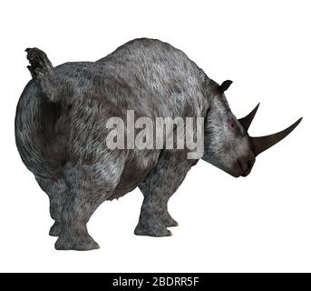 Das Woolly Rhino war ein herbivores Nashorn, das in Asien und Europa während der Pleistozänzeit lebte. Stockfoto