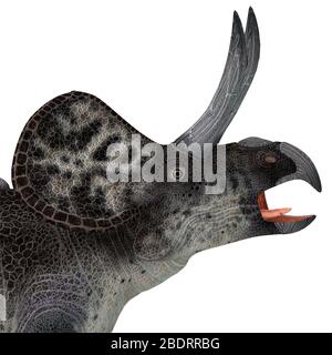 Zuniceratops war ein herbivorer Ceratopsier Dinosaurier, der in New Mexico, Vereinigte Staaten während der Kreidezeit lebte. Stockfoto