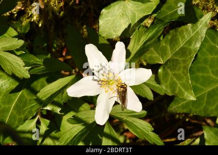 Holz Anemone 'Anemone nemorosa' auf dem Efeu bedeckten Boden eines Holzes in Somerset, der von einer Hover-Fliege 'Episyrphus balteatus' im Frühjahr besucht wird. Frome, S Stockfoto