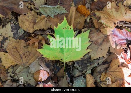 Herbstblätter auf dem Boden nach dem Sturz vom Baum Stockfoto