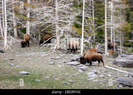 Eine kleine Herde Bison, die zwischen den Skelettbäumen des Yellowstone National Park grast. Stockfoto