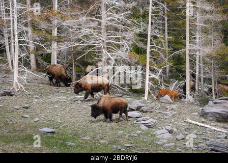 Eine kleine Herde Bison, die zwischen den Skelettbäumen des Yellowstone National Park grast. Stockfoto