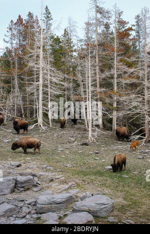 Eine kleine Herde Bison, die zwischen den Skelettbäumen des Yellowstone National Park grast. Stockfoto