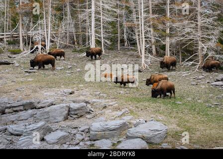 Eine kleine Herde Bison, die zwischen den Skelettbäumen des Yellowstone National Park grast. Stockfoto