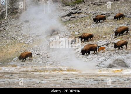 Kleine Herde Bison, die inmitten der dampfenden heißen Quellen im Yellowstone National Park grast. Stockfoto