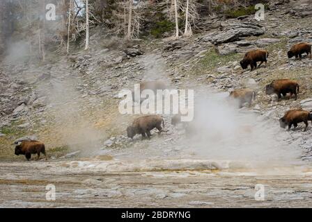 Kleine Herde Bison, die inmitten der dampfenden heißen Quellen im Yellowstone National Park grast. Stockfoto