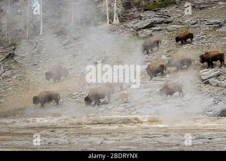 Kleine Herde Bison, die inmitten der dampfenden heißen Quellen im Yellowstone National Park grast. Stockfoto