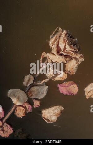 Getrocknete Rosen und Rosenblätter, die in einem grobkörnigen Wasserbecken schweben. Nahaufnahme. Stockfoto