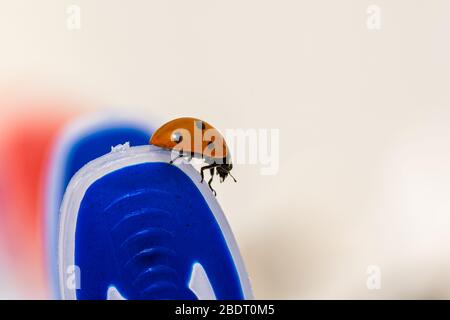 Marienkäfer auf einem blauen Wäscheklammer Stockfoto