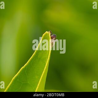 Kleine Spinne auf dem grünen Blatt eines Orangenbaums, der uns mit ihren vielen Augen anschaut Stockfoto