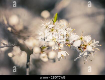 Blackthorn Blüte Stockfoto