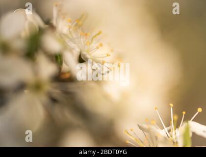 Blackthorn Blüte Stockfoto