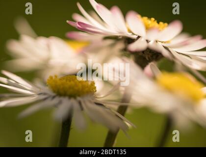 Nahaufnahme von Gänseblümchen Stockfoto