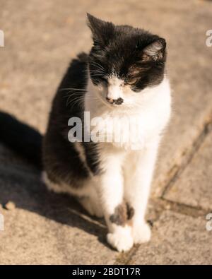 Hauskatze, sitzen Stockfoto
