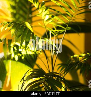 Tropische Palme auf gelbem Hintergrund - weicher Fokus Stockfoto