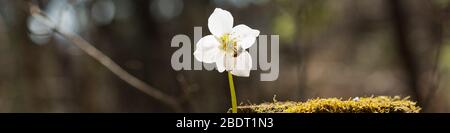 Weitansicht Bild einer Biene auf weißen Hellebore Blume blüht im Frühlingswald. Stockfoto