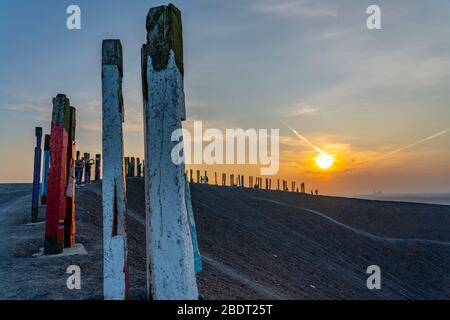 Der Schleuder Haniel, 185 Meter hoher Schlaghaufen, in der Grube Prosper Haniel, 2019 geschlossen, Kunstwerk Totems des Bildhauers Augustin Ibarrola, Sonnenuntergang Stockfoto