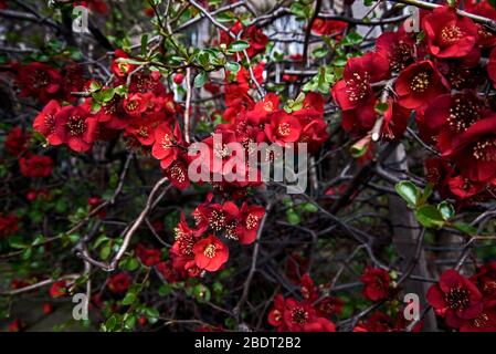 Japanes Quince (chaenomeles japonica) in Blüte Stockfoto