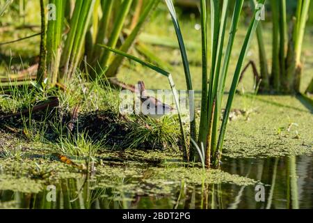 Junge Marschwren in seinem natürlichen Lebensraum, Küsten Stände von Schilf und Sümpfe Stockfoto