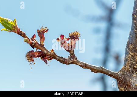 Aprikosenbaum in Blüte durch Frühjahrs-Frost beschädigt Stockfoto