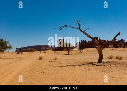 Felsformation und Wüstenvegetation, Sahara-Dessert, Tschad, Afrika Stockfoto