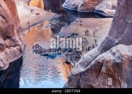 Guelta d'Archei Wasserloch in der Nähe von Oase, Kamele tränken den Woater, Ennedi Plateau, Tschad, Afrika Stockfoto