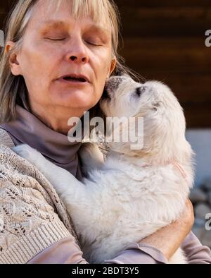 Frau, die sechs Wochen alt Platinum hält, oder Cream colored Golden Retriever Welpe Stockfoto