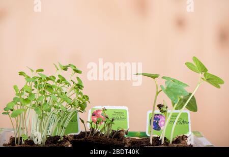 Sprossen am sechsten Tag aus Sets für den Anbau von Morgenruhm, Tomaten und Rucola. Platten mit den Namen der Pflanzen und dem Datum der Aussaat. Wachsende pl Stockfoto