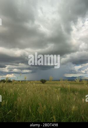 Ein August-Monsunregen fällt auf den Grasflächen in den Ausläufern der Santa Rita Mountains, nördlich von Sonoita, Arizona, USA. Stockfoto