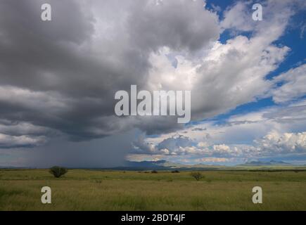 Ein August-Monsunregen fällt auf den Grasflächen in den Ausläufern der Santa Rita Mountains, nördlich von Sonoita, Arizona, USA. Stockfoto