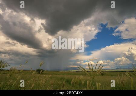 Ein August-Monsunregen fällt auf den Grasflächen in den Ausläufern der Santa Rita Mountains, nördlich von Sonoita, Arizona, USA. Stockfoto