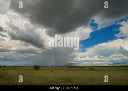 Ein August-Monsunregen fällt auf den Grasflächen in den Ausläufern der Santa Rita Mountains, nördlich von Sonoita, Arizona, USA. Stockfoto