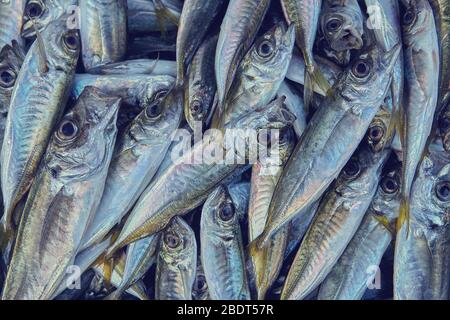 Viele frische Fische für den Handel auf dem türkischen Markt, viele Meeresfrüchte zum Verkauf, Nahaufnahme. Stockfoto
