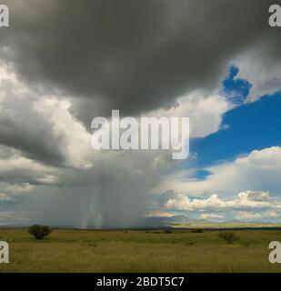 Ein August-Monsunregen fällt auf den Grasflächen in den Ausläufern der Santa Rita Mountains, nördlich von Sonoita, Arizona, USA. Stockfoto