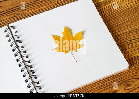 Gepresstes und getrocknetes Blatt. Herbarium aus Ahornblatt auf den weißen Albumblättern auf Holzhintergrund. Nahaufnahme, selektiver Fokus Stockfoto