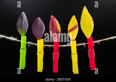 Herbst bunte Blätter auf Wäscheklammern auf dunklem Hintergrund. Nahaufnahme Stockfoto