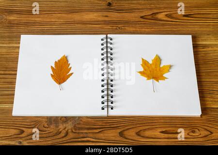 Gepresste und getrocknete Blätter. Herbarium aus Blättern auf den weißen Albumblättern auf Holzhintergrund. Nahaufnahme, selektiver Fokus Stockfoto