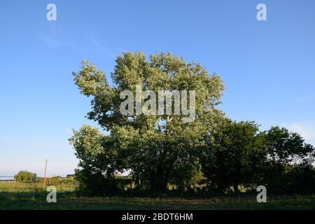 Silberpappel im Mai, grüne Blätter der Silberpappel, Baum auf dem Kuban. Stockfoto