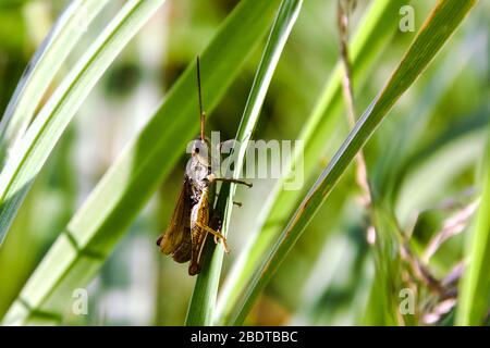 Grasshopper sitzt auf einem grünen Gras auf dem Feld. Stockfoto