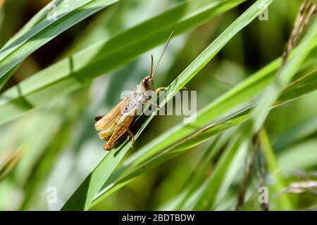 Grasshopper sitzt auf einem grünen Gras auf dem Feld. Stockfoto