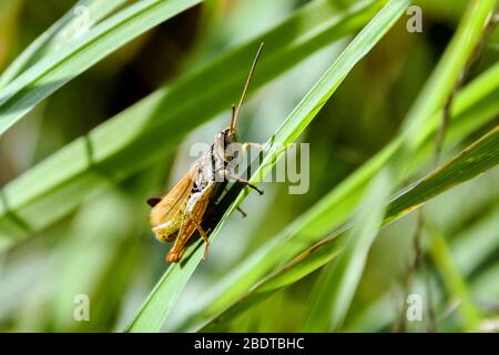 Grasshopper sitzt auf einem grünen Gras auf dem Feld. Stockfoto