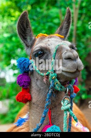 Vertikales Porträt eines Llama (Lama Glama) mit Dekorationen in Ecuador. Stockfoto