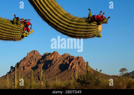 Saguaro Kaktus tragen Früchte im Juni in der Nähe der Silver Bell Mountains im Ironwood Forest National Monument, Sonoran Desert, Arizona, USA. Stockfoto